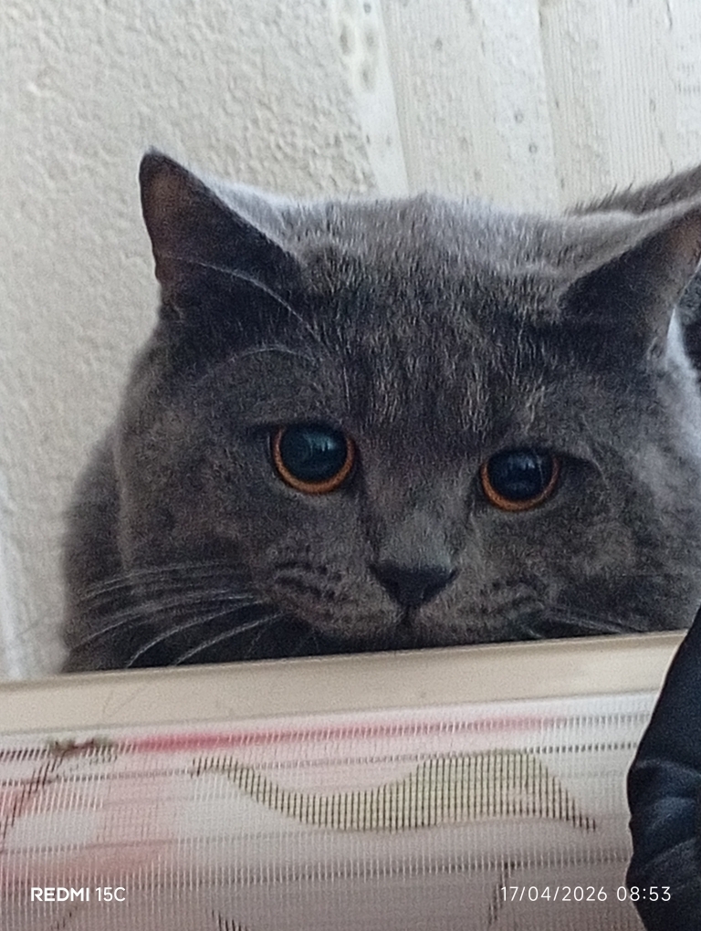 Gülşen