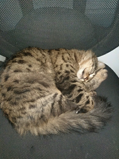 Bahadır