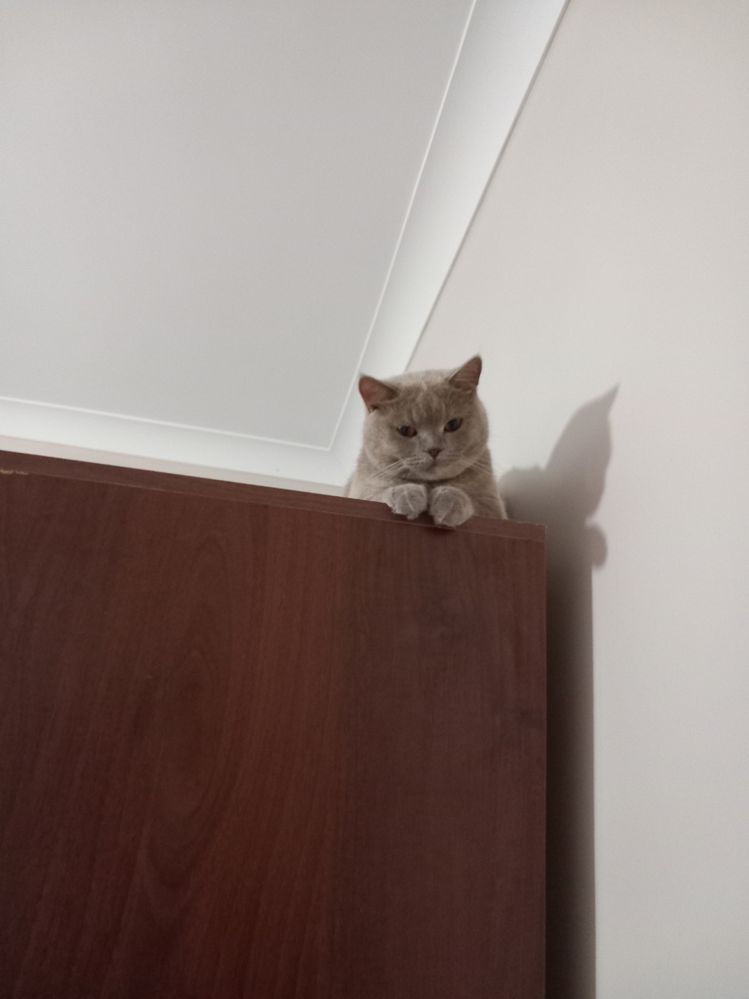 Esiikoc