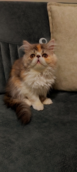 Mustafa
