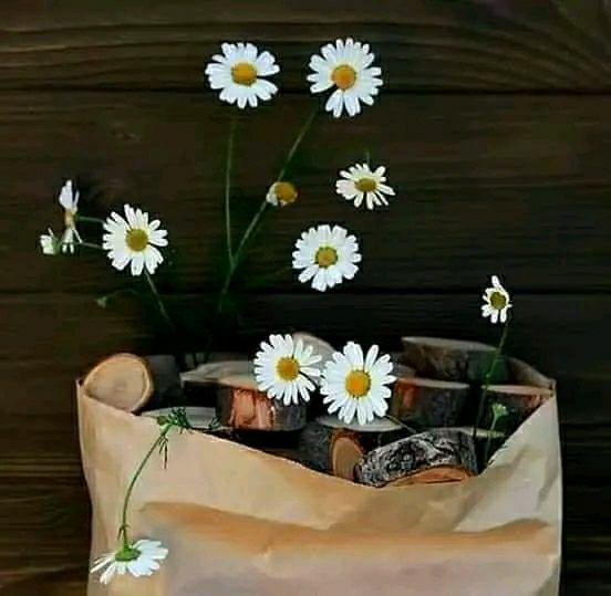 Derya