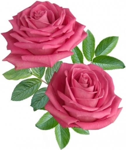 Shikha
