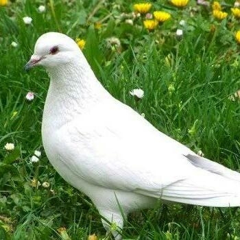 Özlem