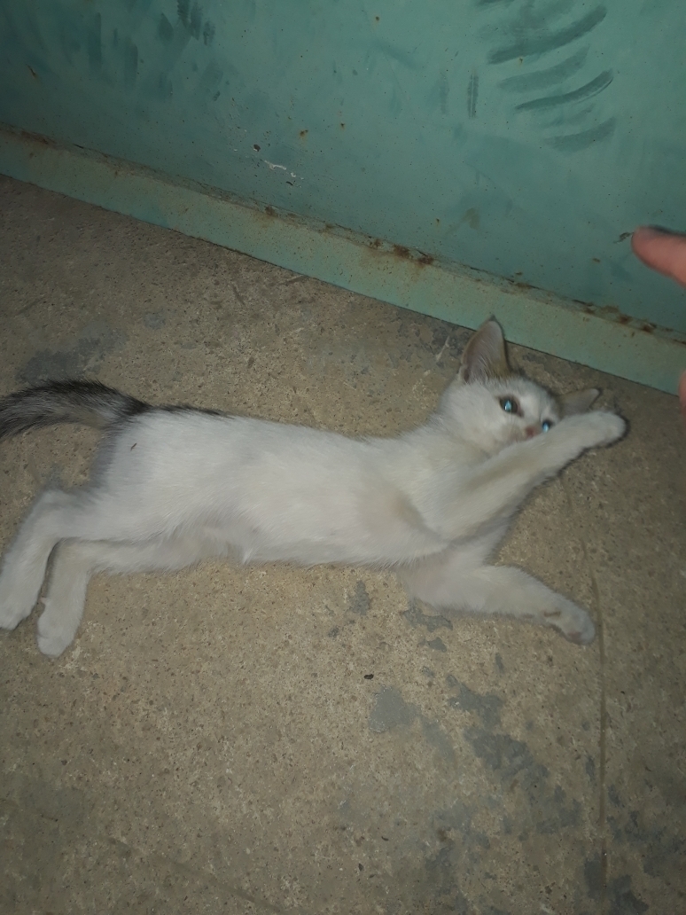 Kayra
