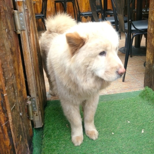 Neşe