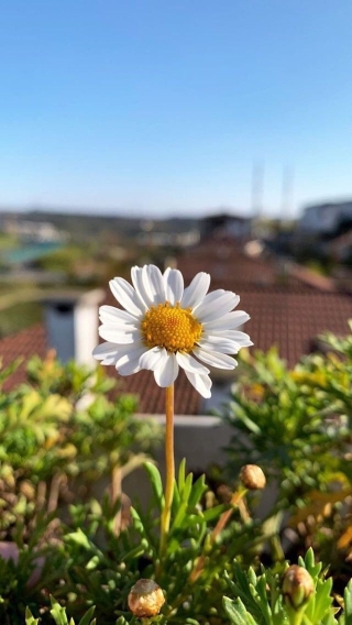 Burası