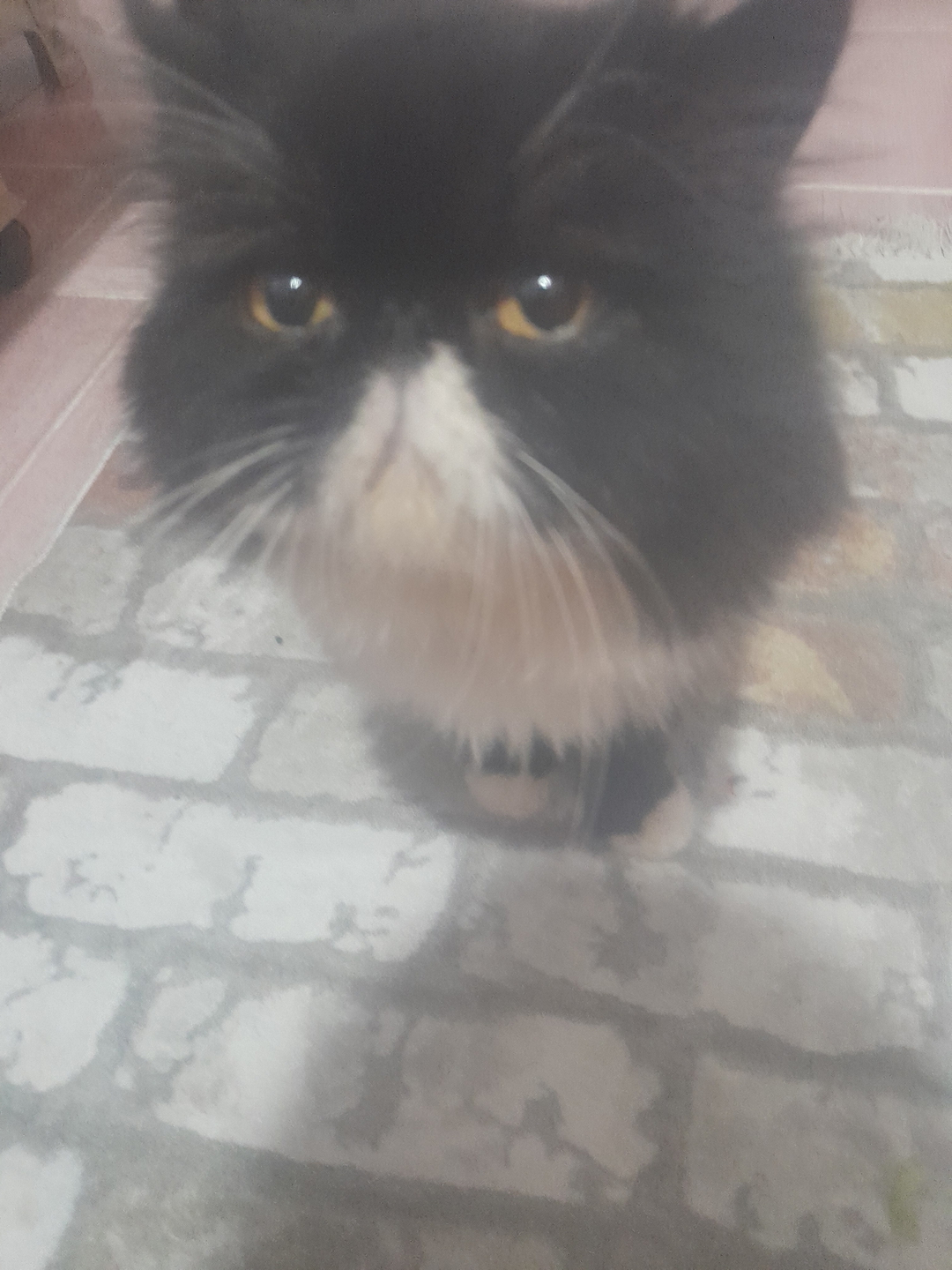 Aziz