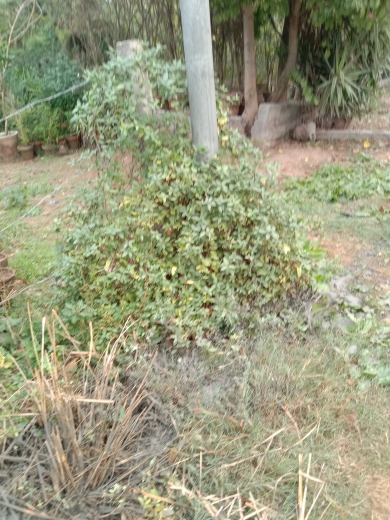 Rana