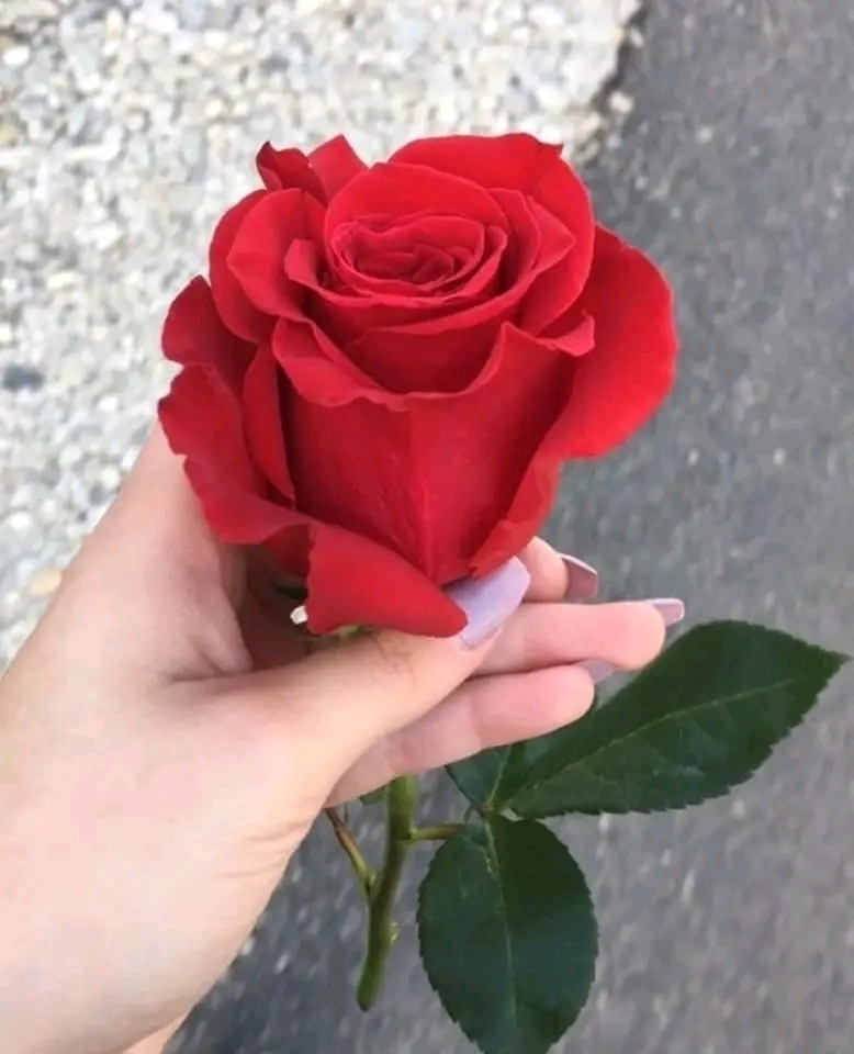 Bahar