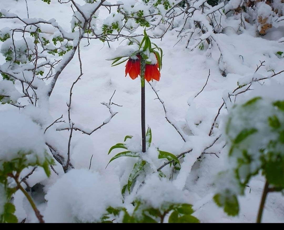 Servet