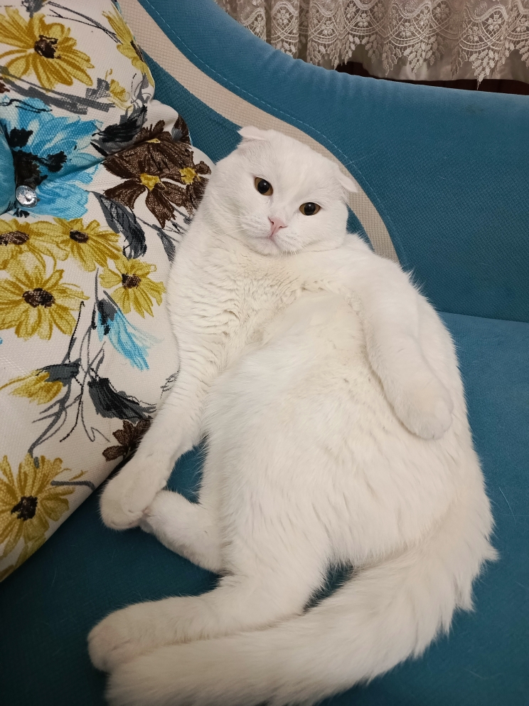 HAKKI