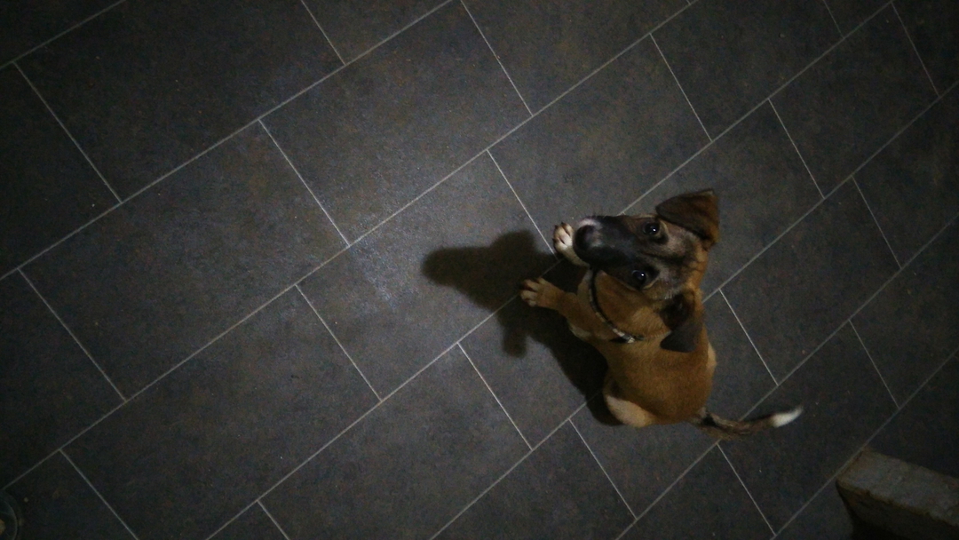 Atlas