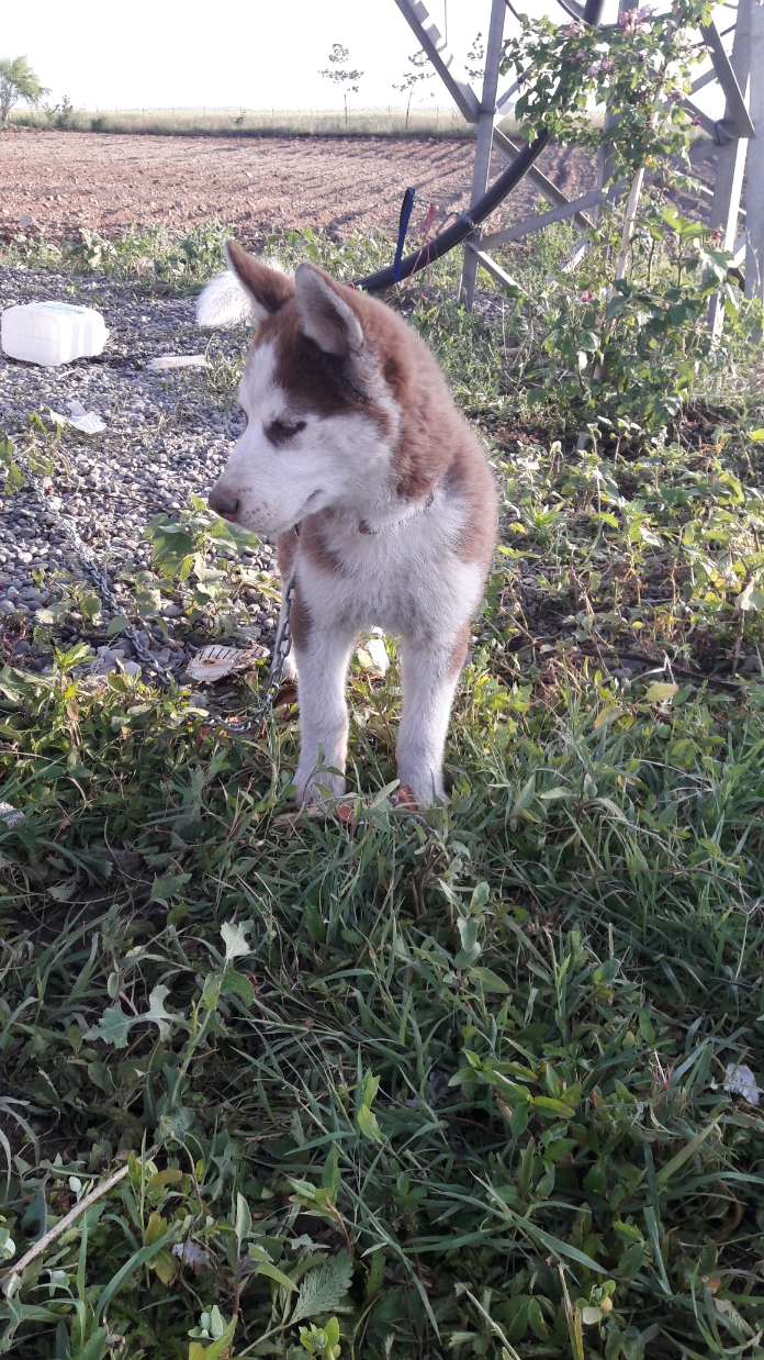 hayati