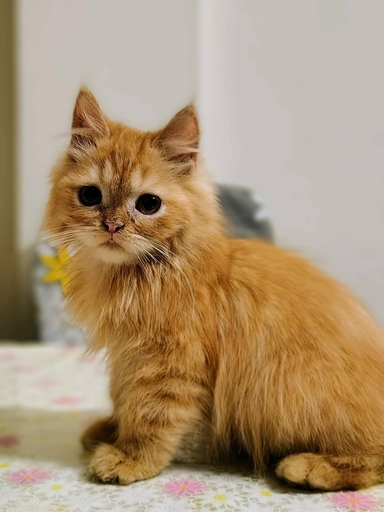 Mr