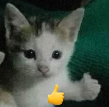 Dilimar