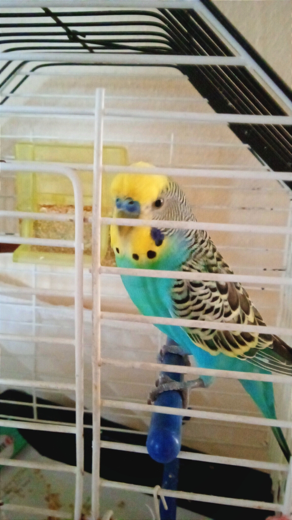 Suzan