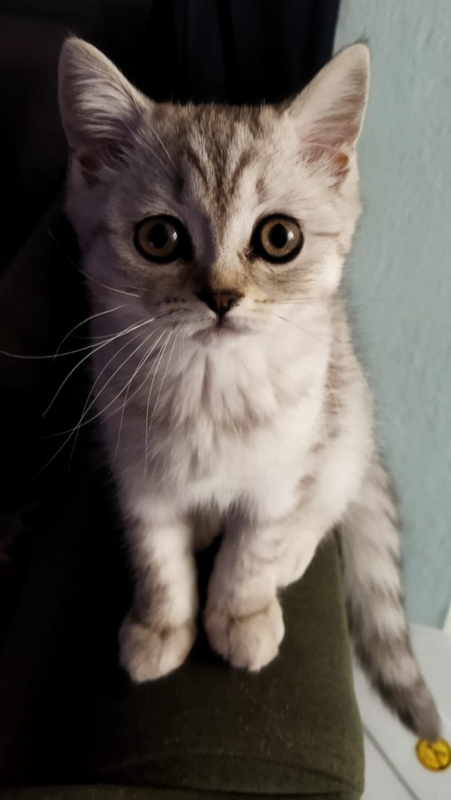 Yüksel