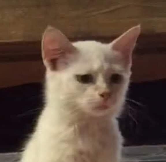Ari