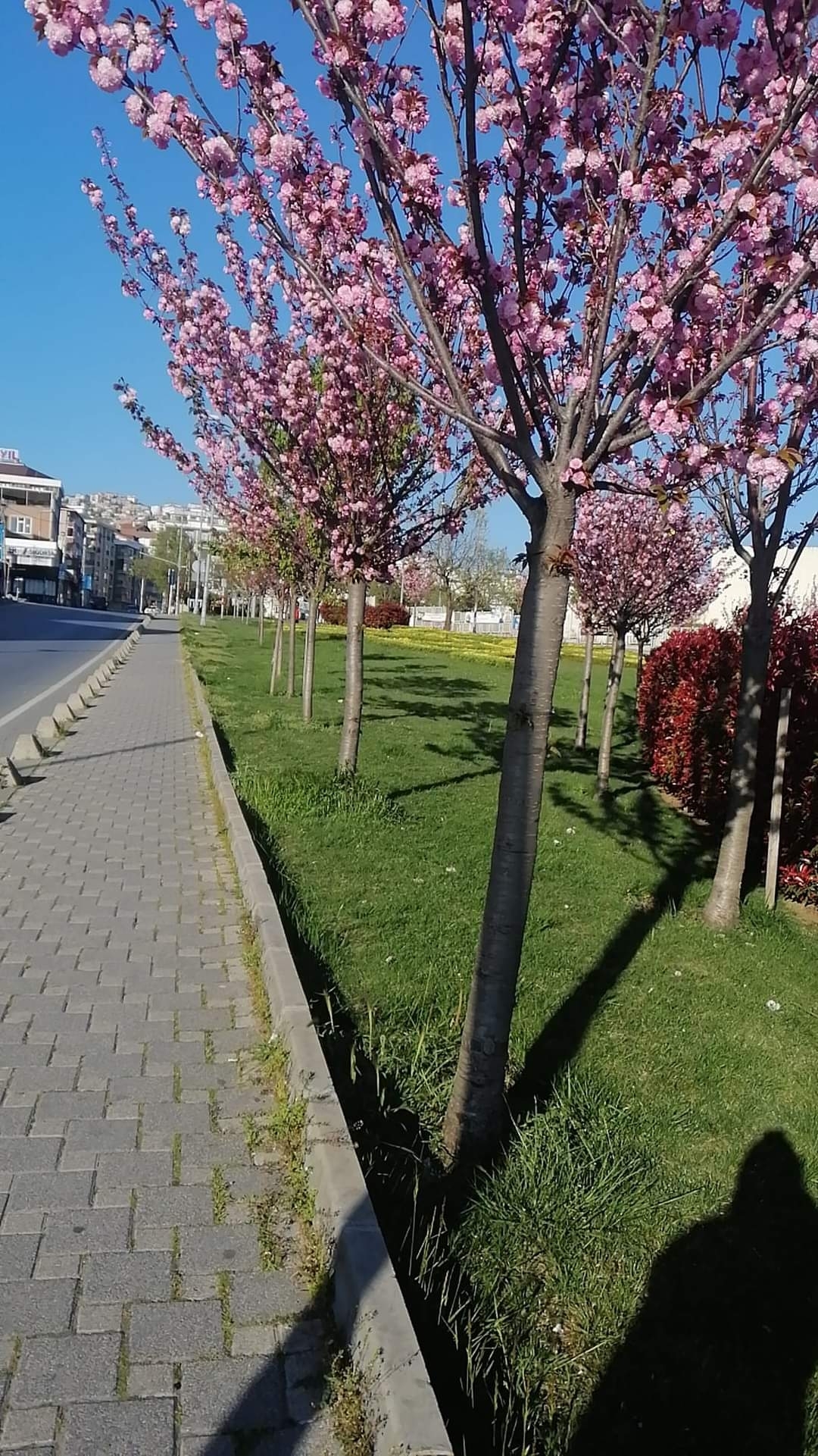 Hayal