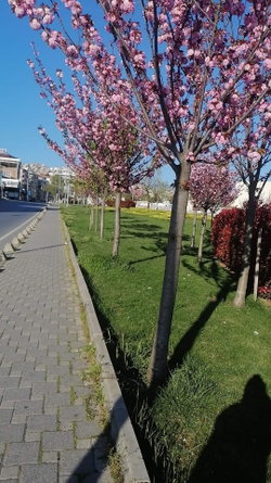 Hayal