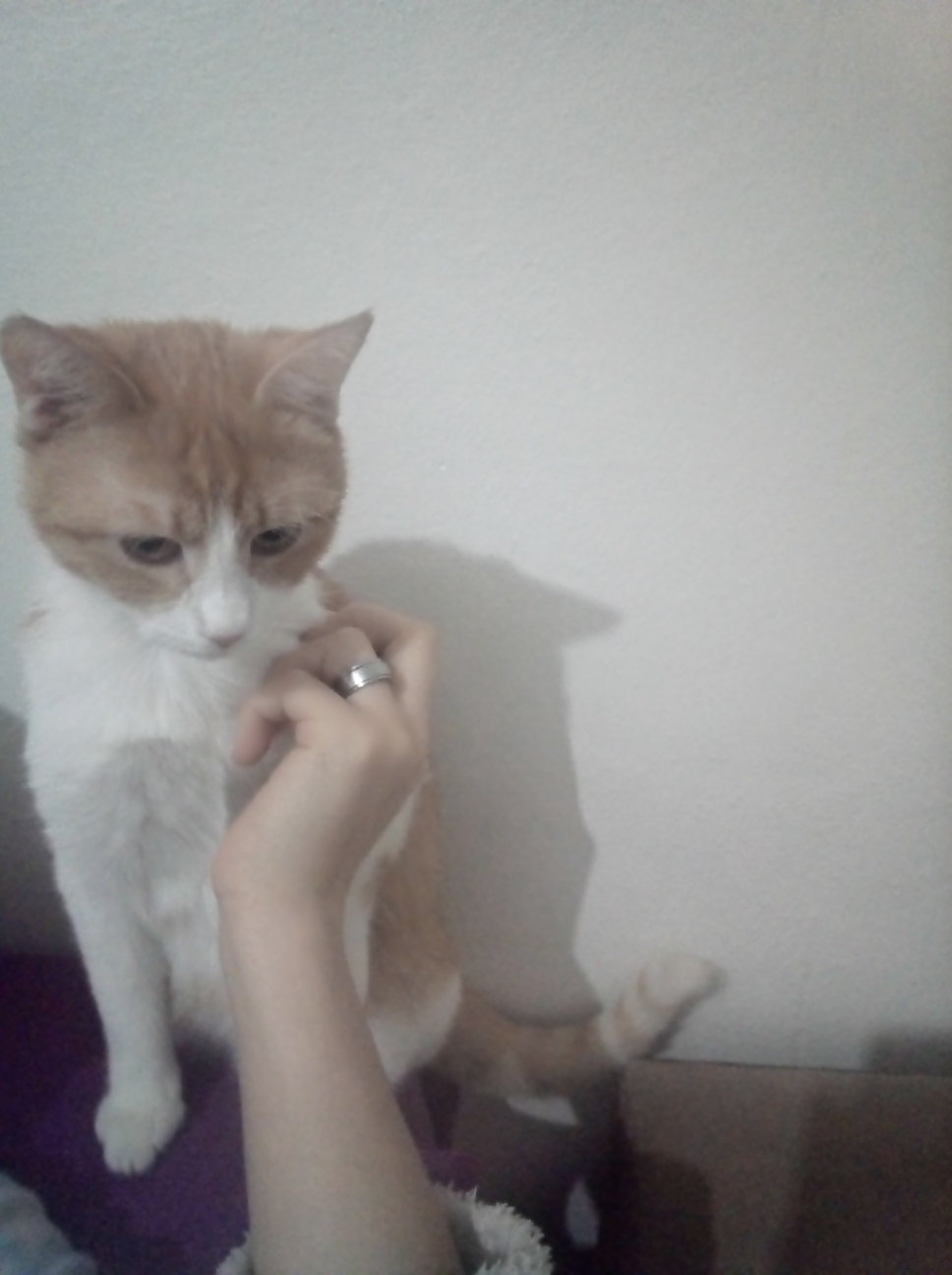 Aysel