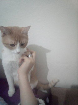 Aysel