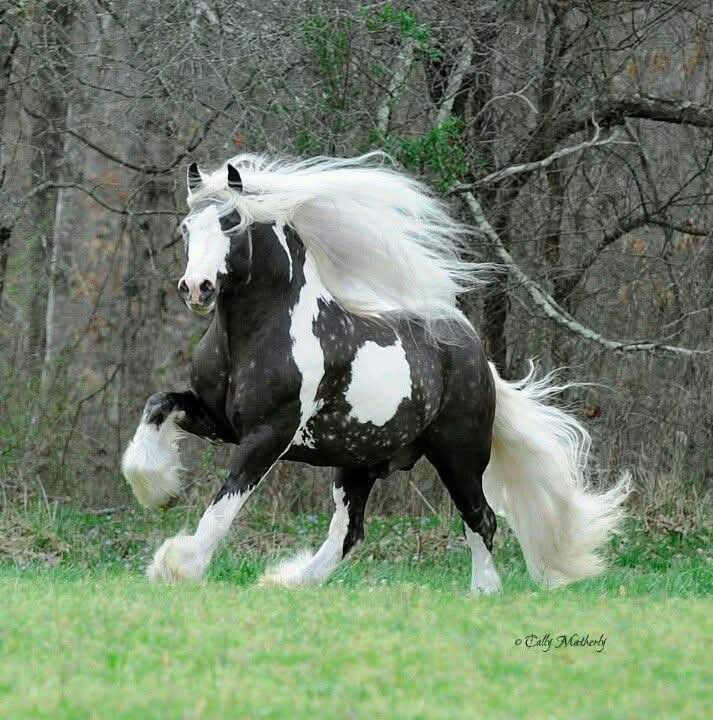 Talha