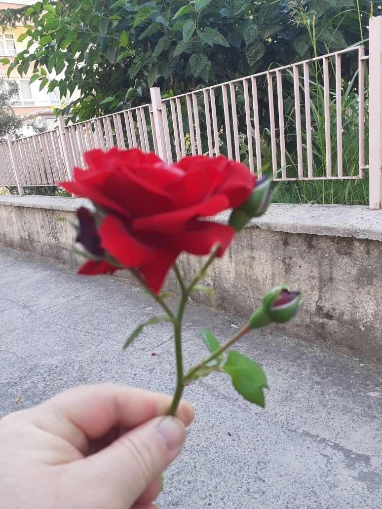 Havva