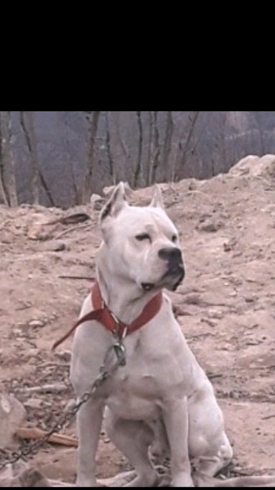 Yüksel