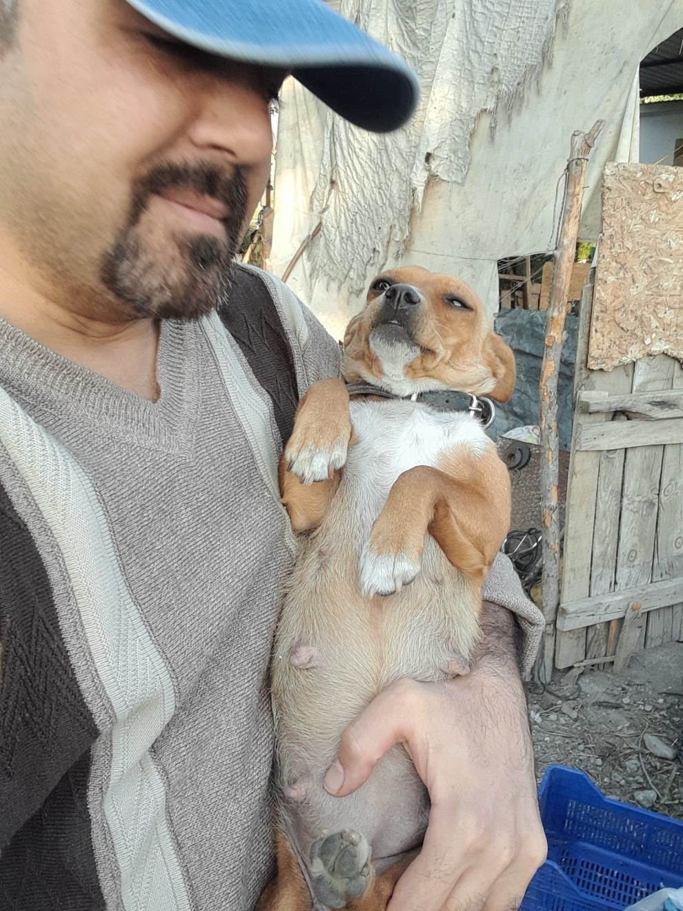 Umut