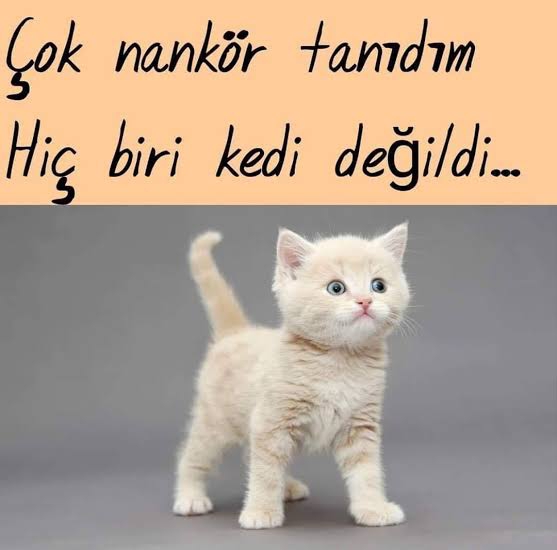 Türkan