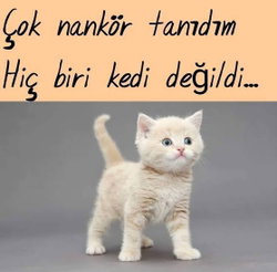 Türkan