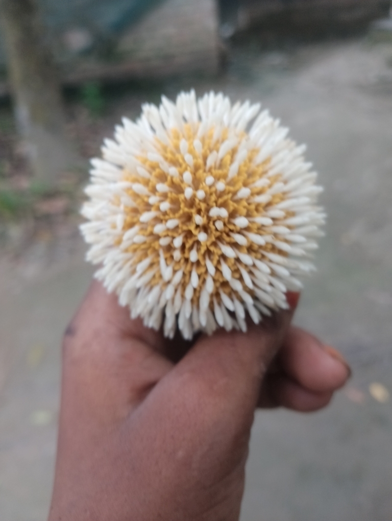 Bagat