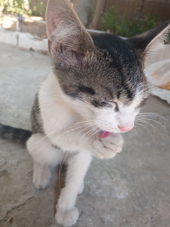 Elif