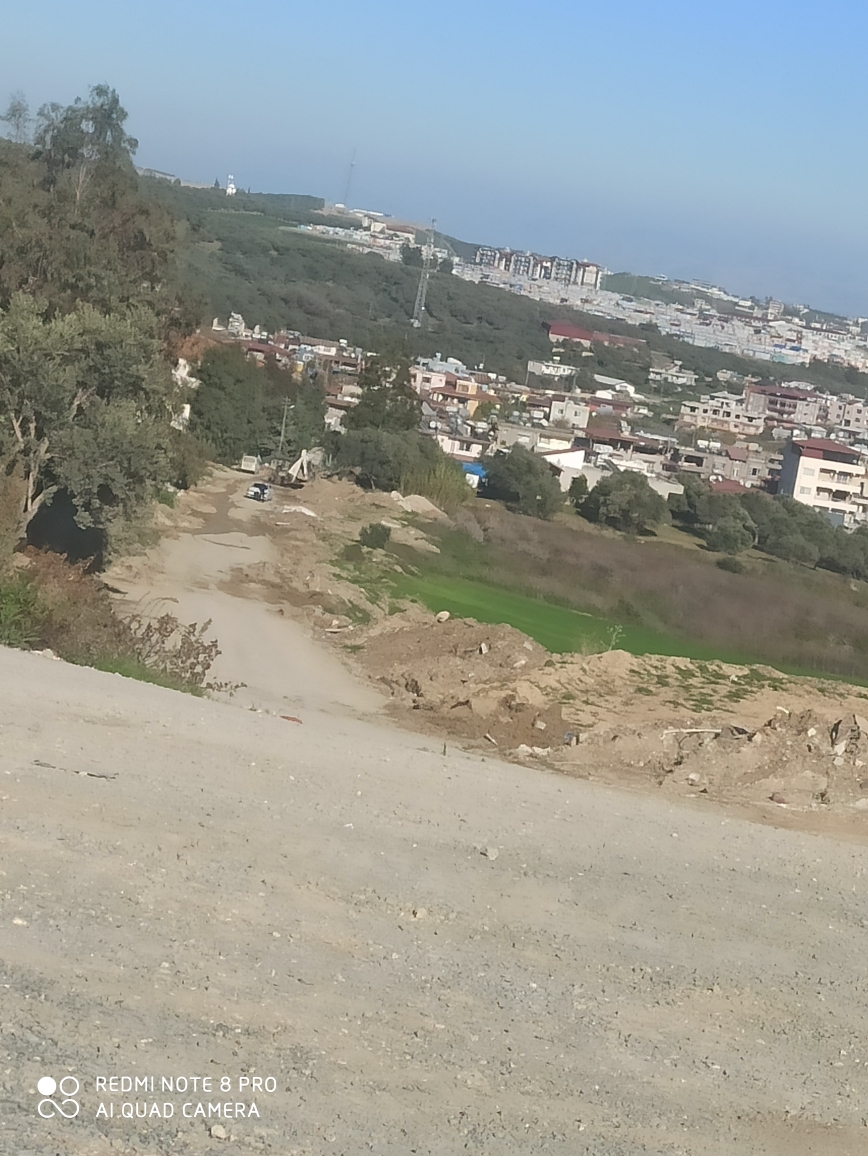 علي