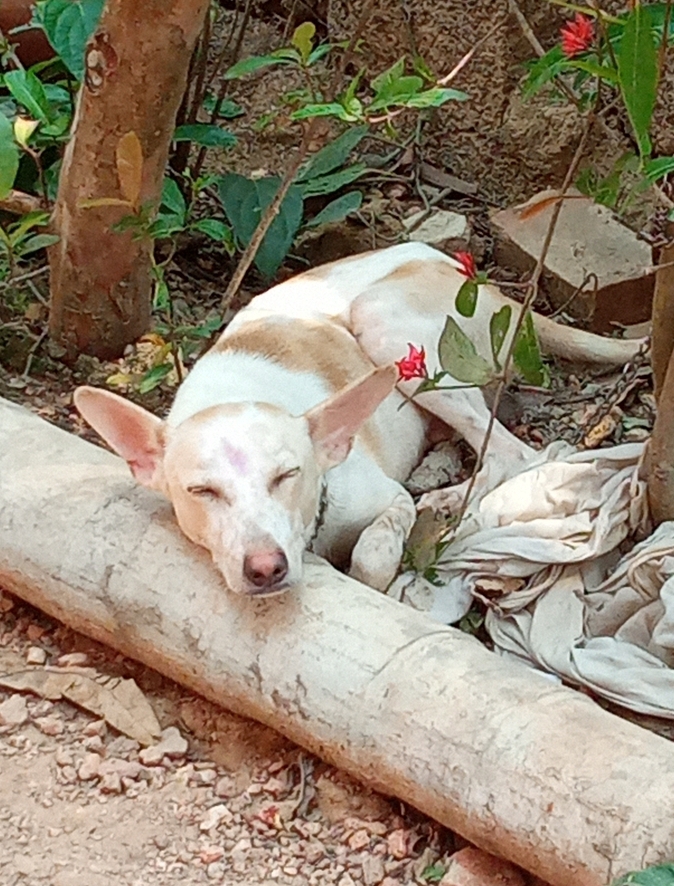 Vaibhav