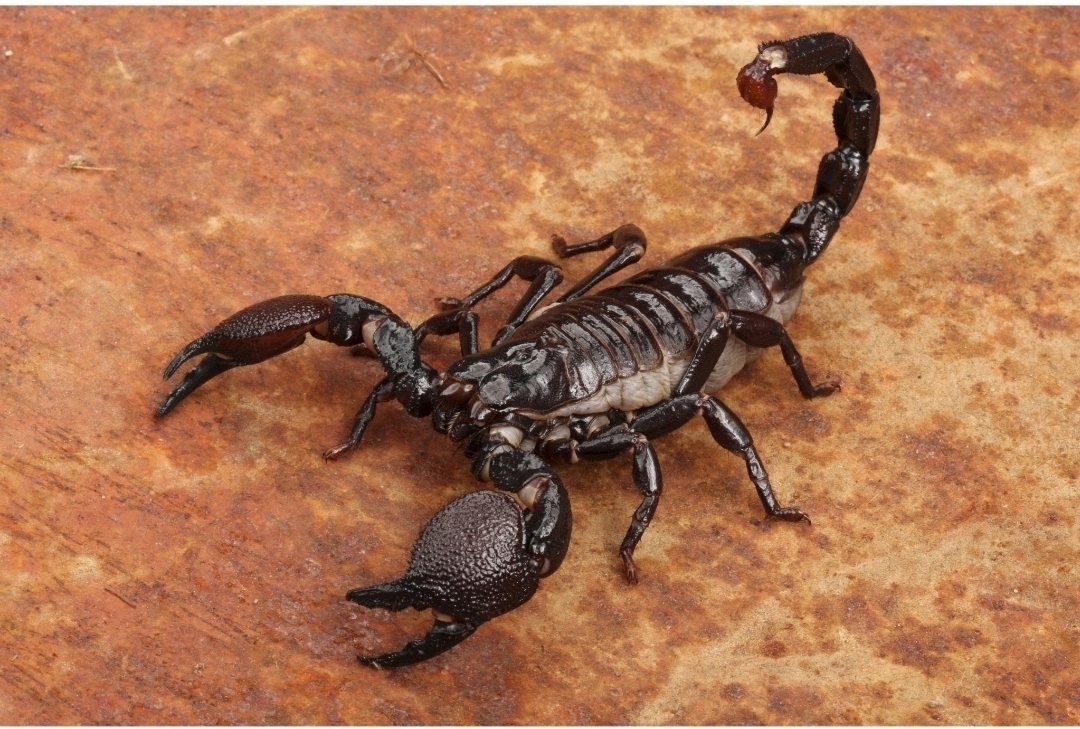 Askin