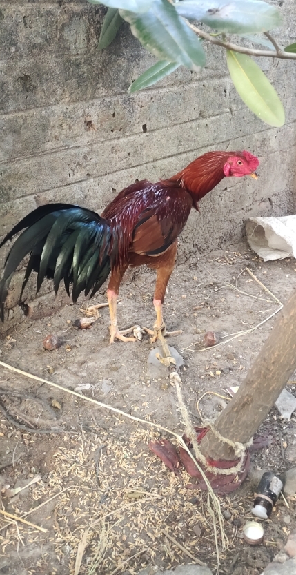 Ravi