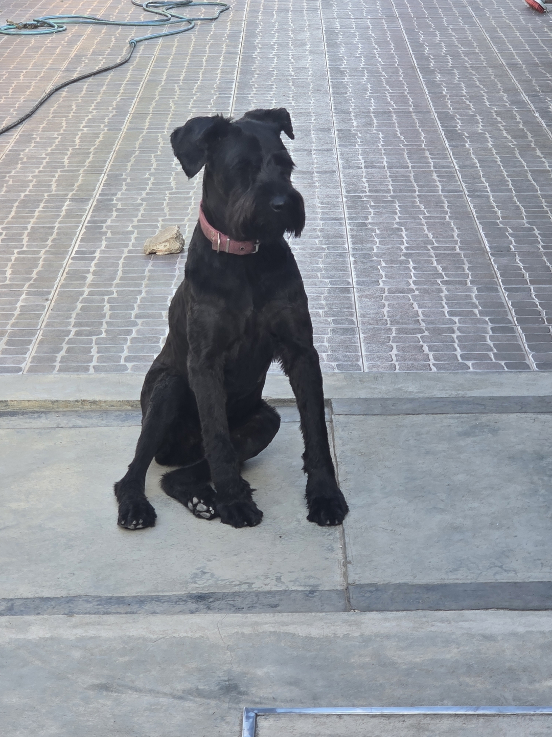 Fede