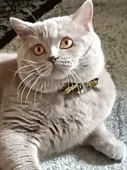 Aybige