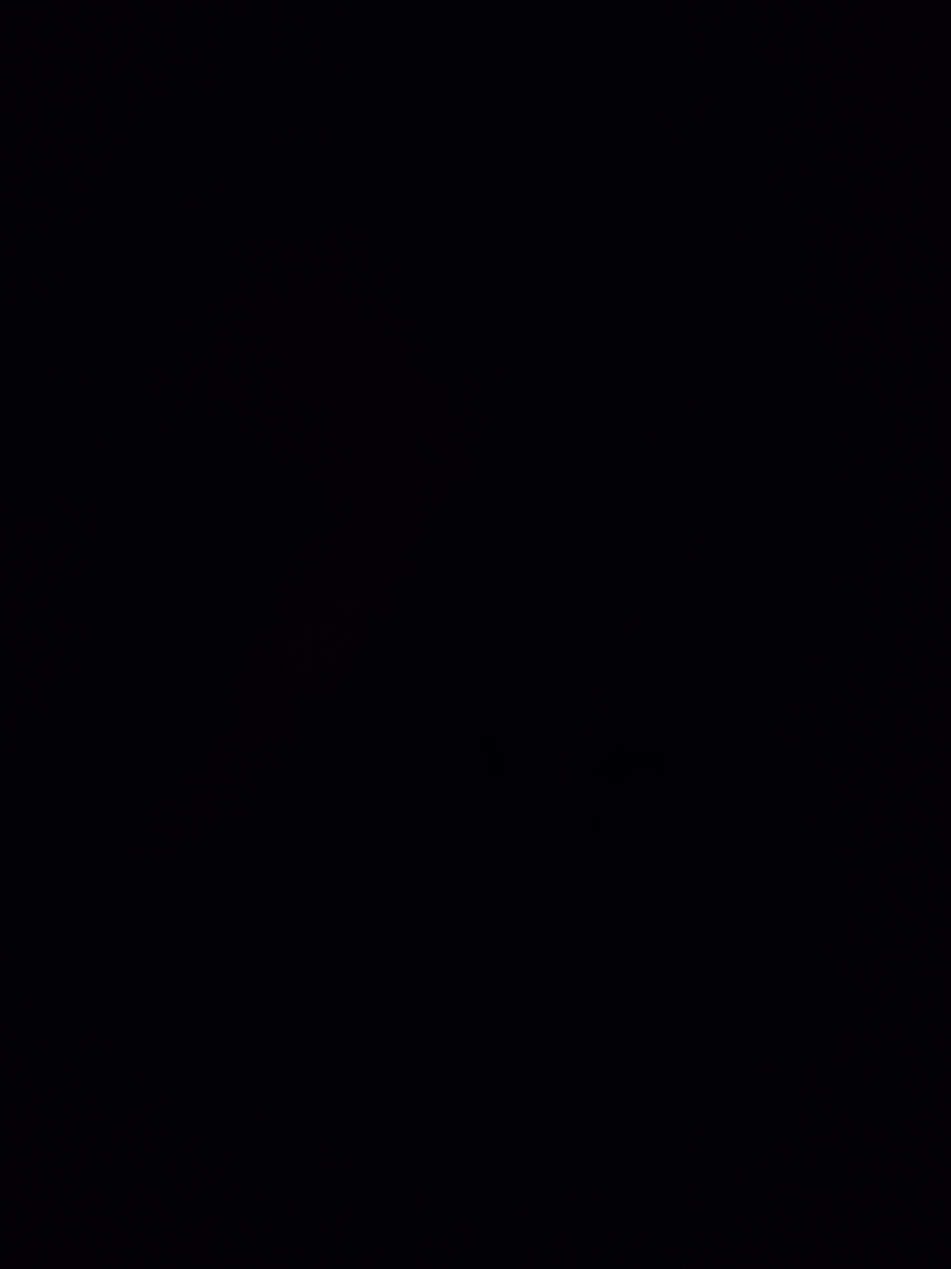 الماني