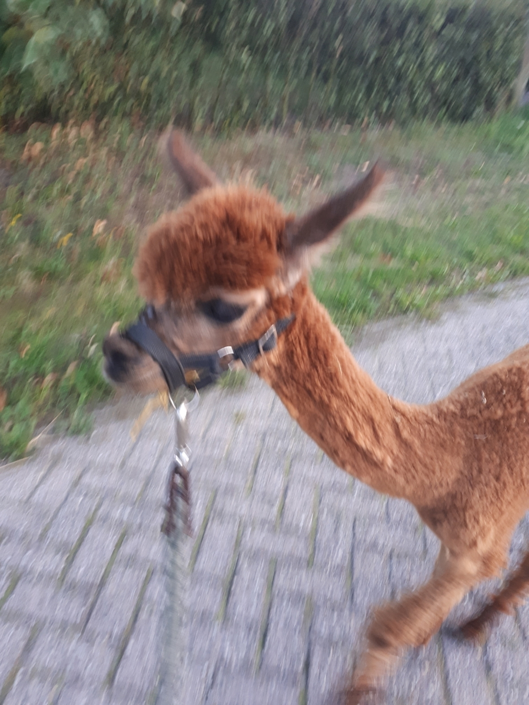 Koen