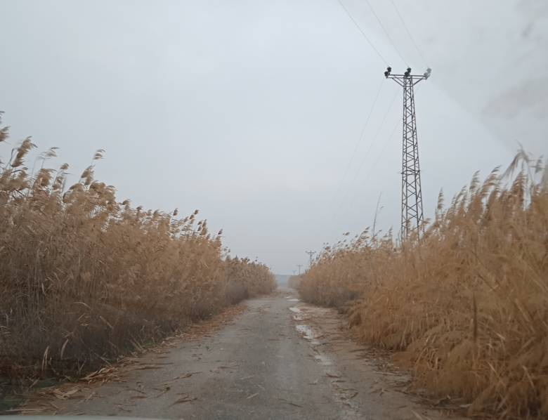 Güler
