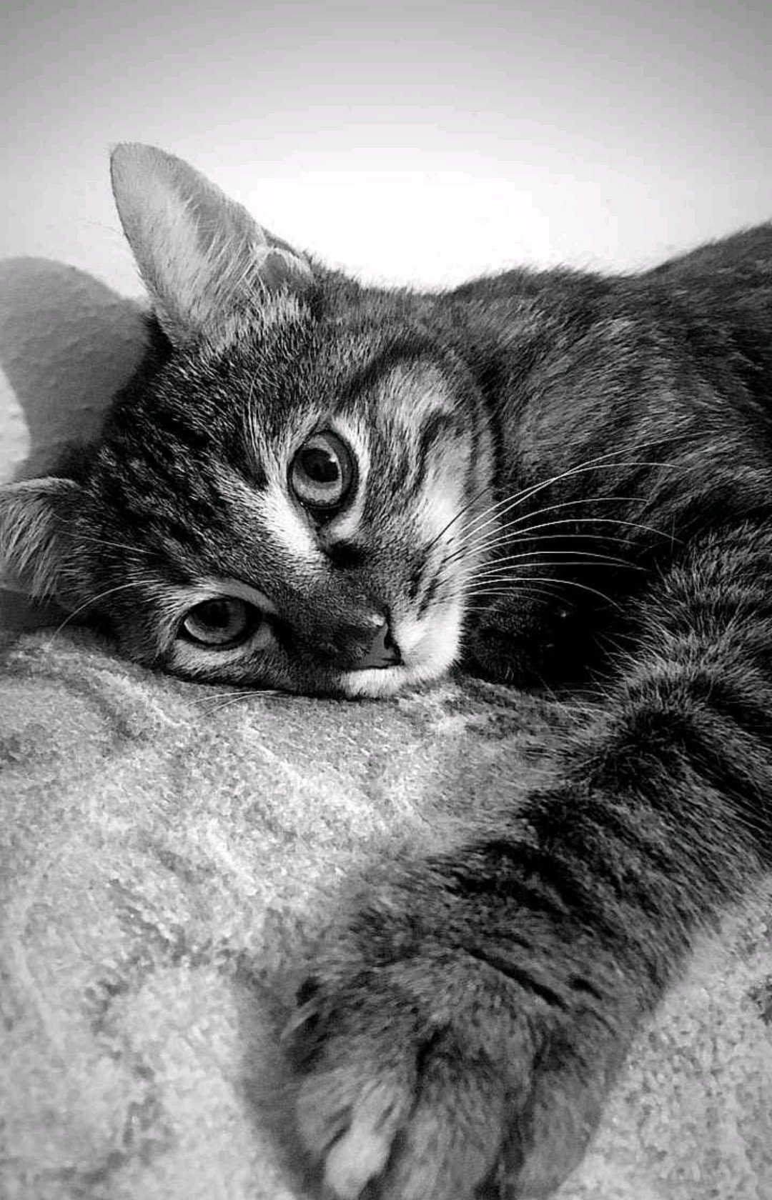 Elis