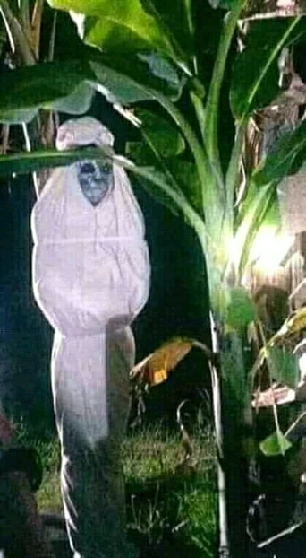 Kanapi
