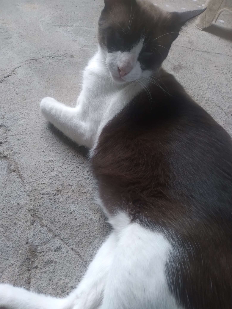 Ceça