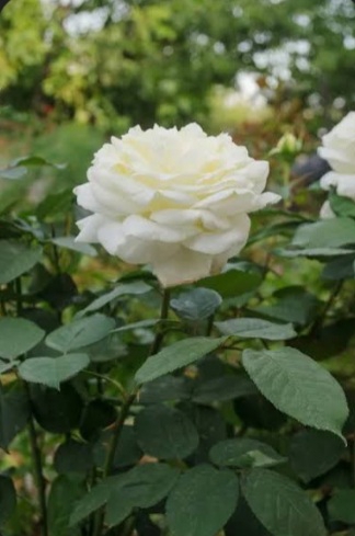 Fatma