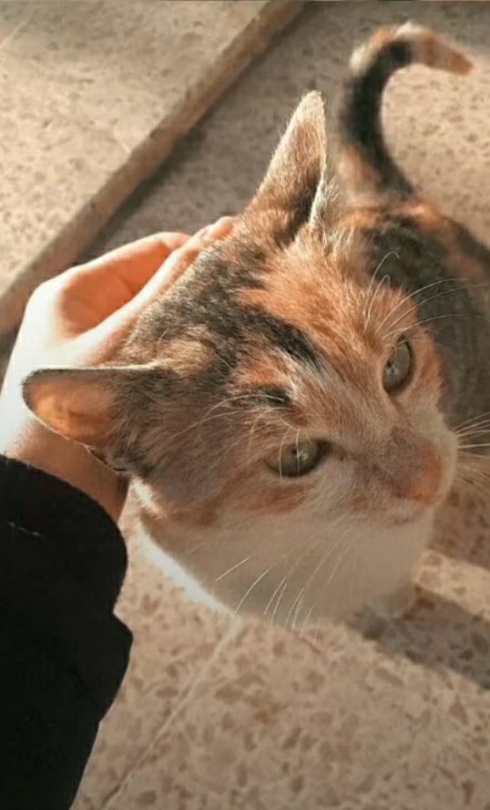 Zeynepmelek
