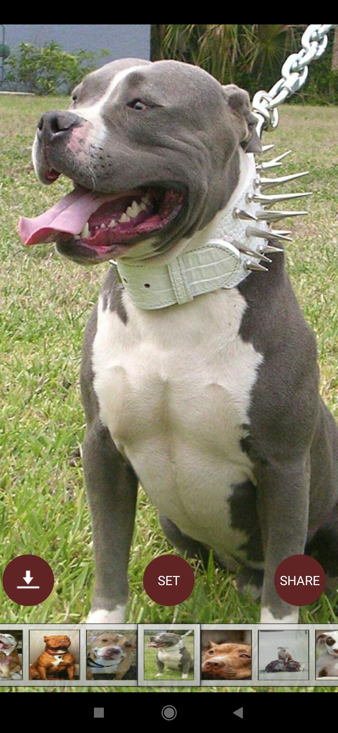 Semra