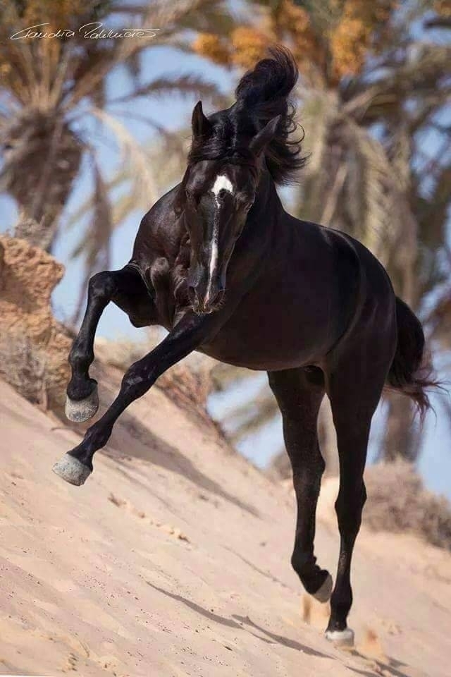 علل